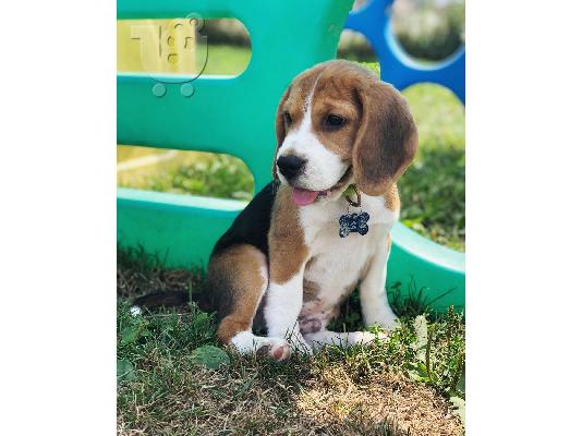 PoulaTo: Πωλούνται κουτάβια Nice Beagle.